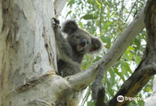 Friends of the Koala景点图片