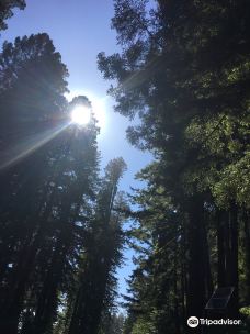 Oregon Redwoods Trail-寇里县