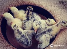 Granja La Cascada-La Frontera