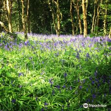 Royal Victoria Country Park-豪恩特