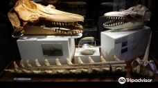 University of Aberdeen Zoology Museum-阿伯丁