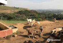 Flag Animal Farm景点图片
