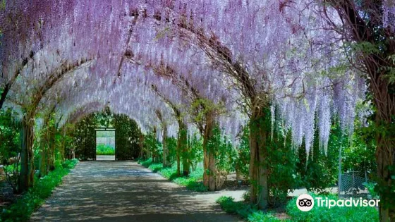Alowyn Gardens