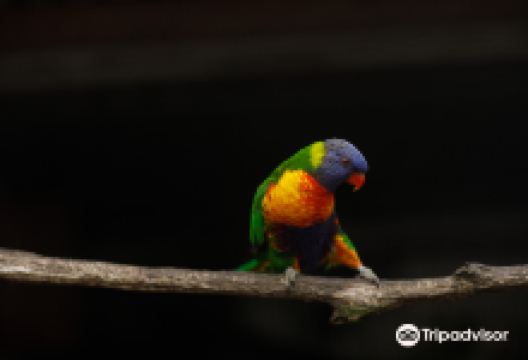 Wings Wildlife Park景点图片