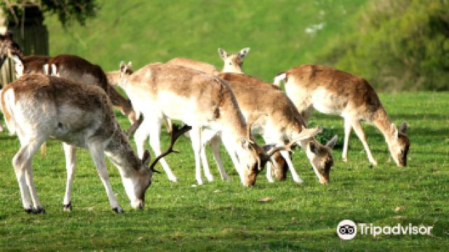 大洋路野生動物園
