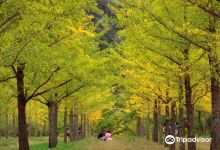 Hongcheon Ginkgo Forest景点图片