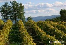 Truffle Hunting at Les Pastras景点图片