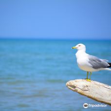 Pinery Provincial Park-大本德