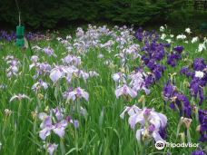 Yokosuka City Iris Flower Garden-横须贺市