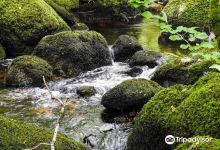 Becky Falls Ancient Woodland Park景点图片