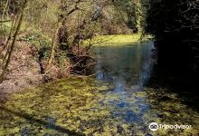 Corton Woods Nature Reserve景点图片