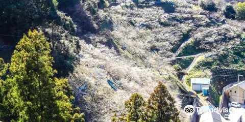 紀州石神田辺梅林