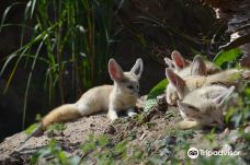 Biotropica, animal gardens-瓦德勒伊