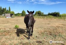 La Ferme aux Grandes Oreilles景点图片