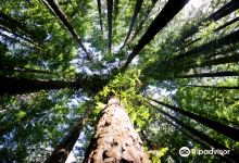 The Redwoods景点图片