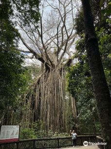 Curtain Fig National Park-East Barron