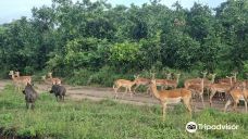 Majete Wildlife Reserve and African Parks Head Quarters-奇夸瓦