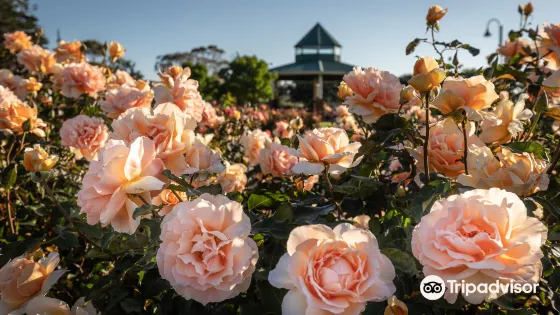 Mornington Botanical Rose Gardens