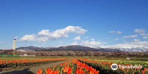 Funagawa Berisakura Namiki