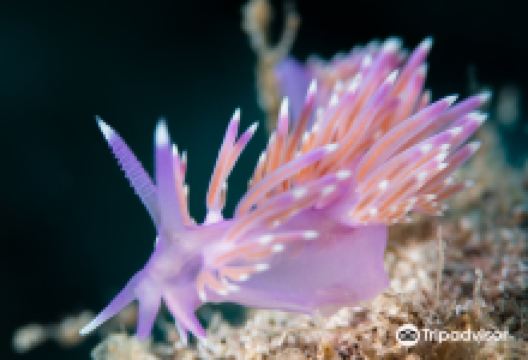 Buceo Tenerife购物图片