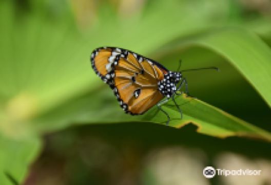 Zanzibar Butterfly Centre景点图片