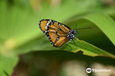 Zanzibar Butterfly Centre-Kusini