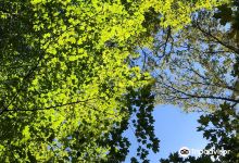 Spitler Woods State Natural Area景点图片