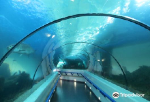 多米尼加国家水族馆景点图片