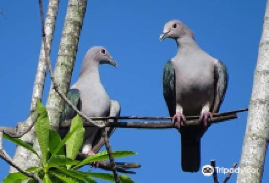 Kottawa Conservation Forest景点图片