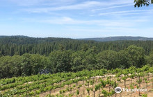 Lucchesi Vineyards Tasting Room餐厅图片
