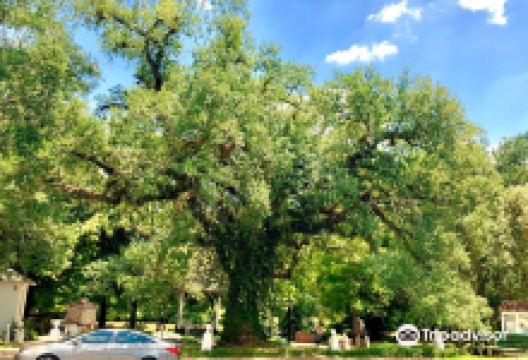 Evangeline Oak景点图片