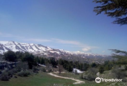 Tannourine Cedar Forest Nature Reserve景点图片