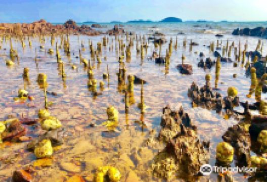 Koh Tonsay (Rabbit Island)景点图片
