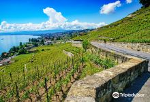Lavaux Vineyard Terraces景点图片