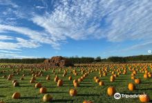 Monk Park Farm Visitor Attraction景点图片