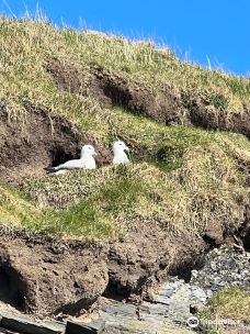 Fetlar Interpretive Centre-设得兰群岛