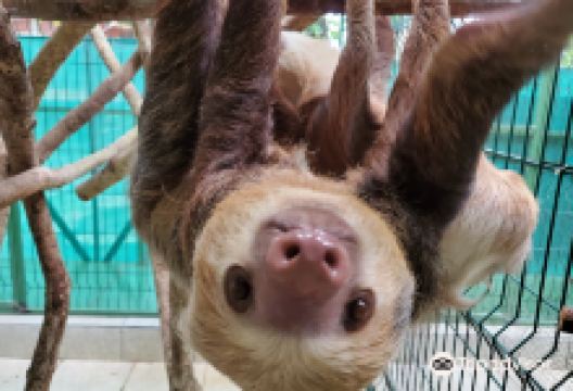 Aviarios del Caribe Sloth Sanctuary景点图片