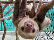 Aviarios del Caribe Sloth Sanctuary-卡惠塔