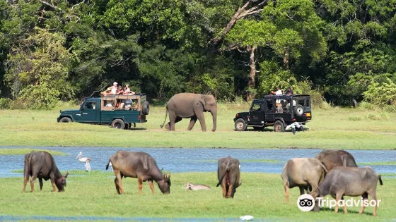 Minneriya Tusker Safaris