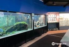 Reefworld Aquarium and Shark Swim景点图片