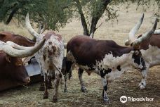 Safari West-圣罗莎