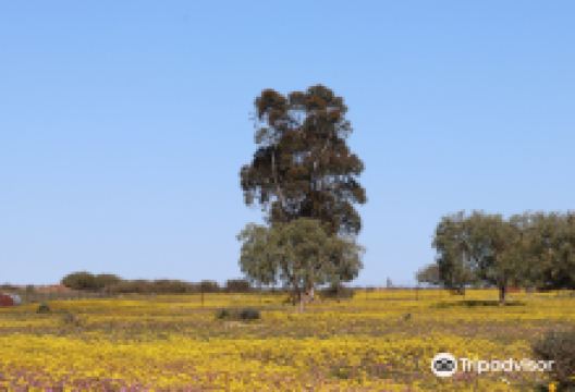Nieuwoudtville Wild Flower Reserve景点图片