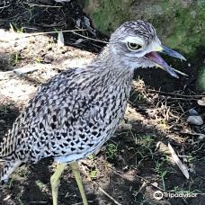 Safari West-圣罗莎