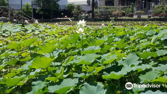 Lotus World
