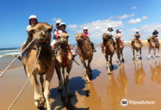 Oakfield Ranch Camel Rides景点图片