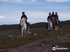Ofelas Icelandic horses and guide service-基律纳市