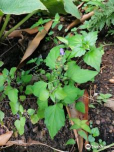 Jardin Creole-勒马兰