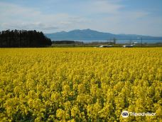 Mutsu Rosa Rugosa Line-陆奥市