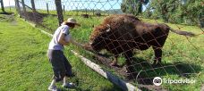 Bison Sanctuary-戈尔诺－阿尔泰斯克