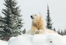 Polar Bear Habitat & Heritage Village景点图片